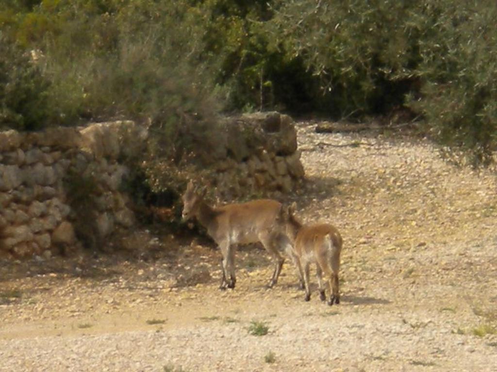Chert Casa Rural El Planet De Maella Casa Rural En Castellon Casa Rural Con Jacuzzi Casa Rural En Xert Casa Rural Cerca De Morella חדר תמונה